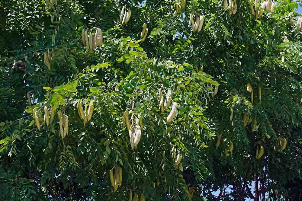 Kentucky Coffeetree