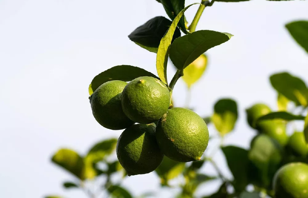 Key Lime Tree