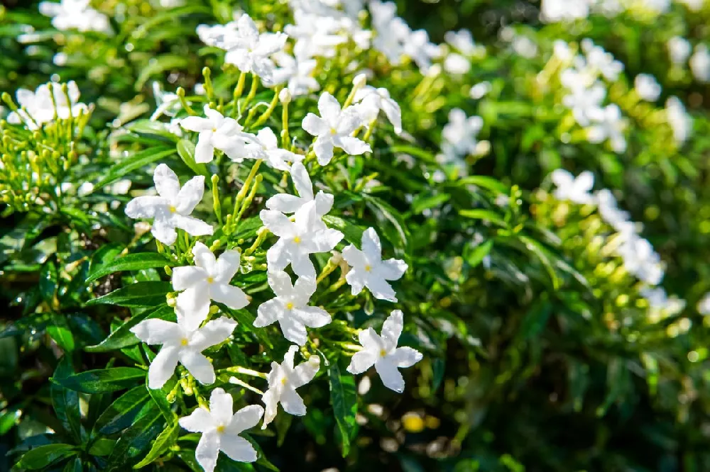 Kleim's Hardy Gardenia Shrub