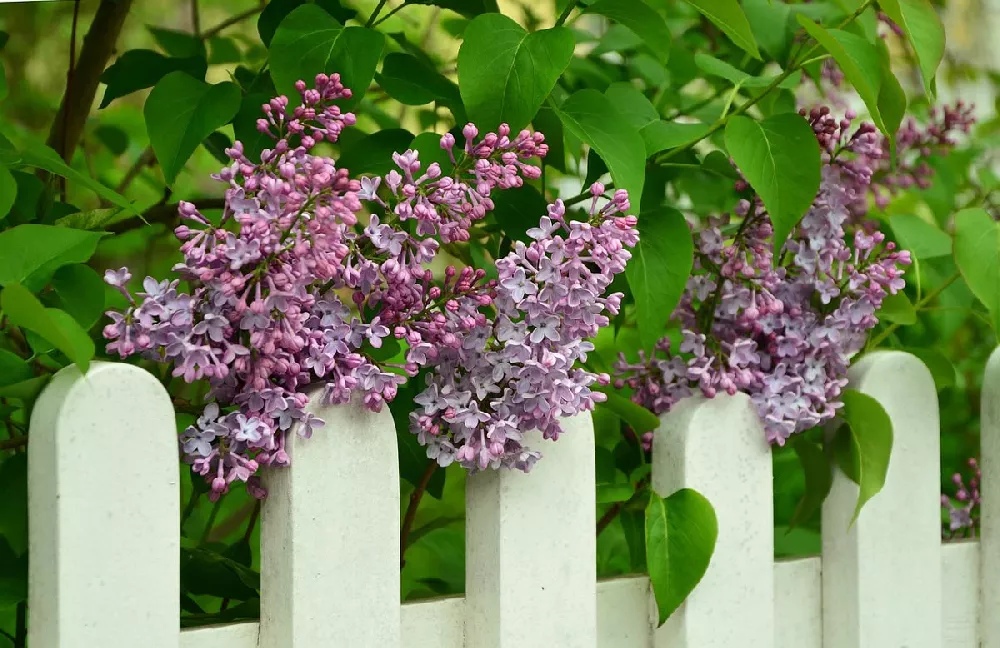 Dwarf Korean Lilac Shrub