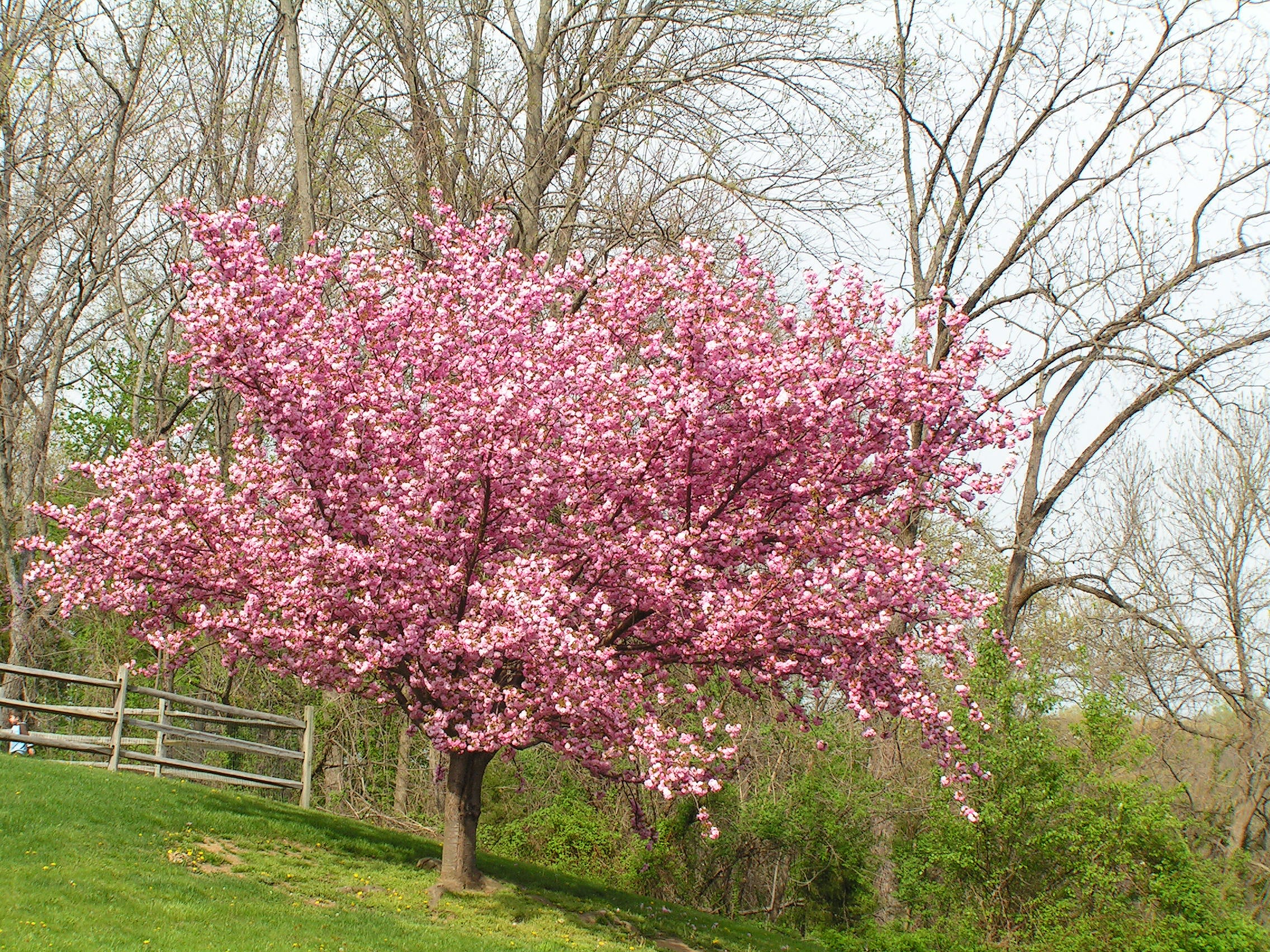 Cherry Blossom Trees for Sale