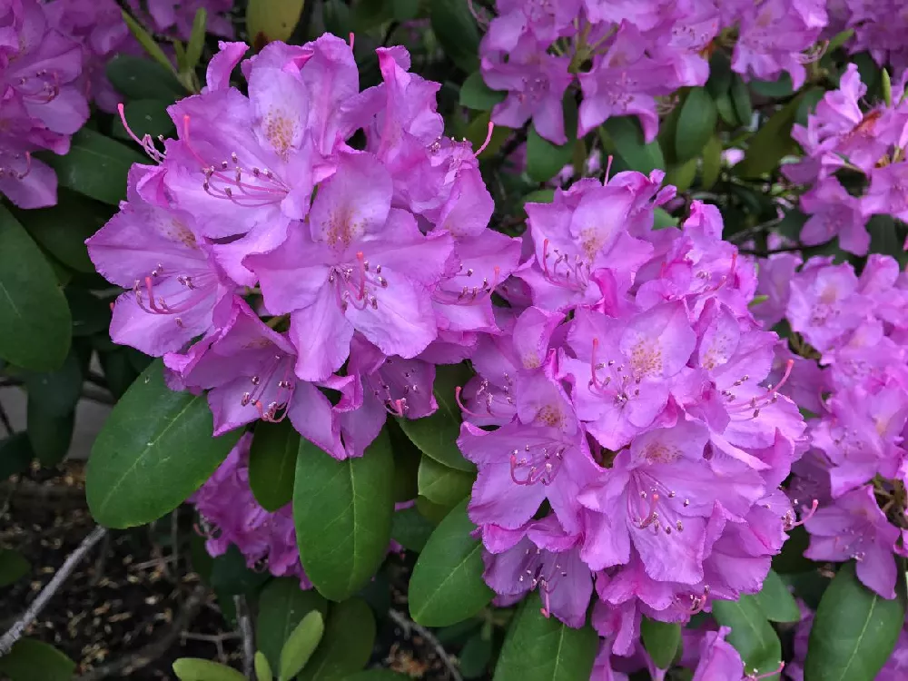 Lavender Rhododendron Shrub