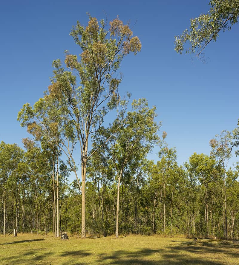 Lemon-Scented Gum