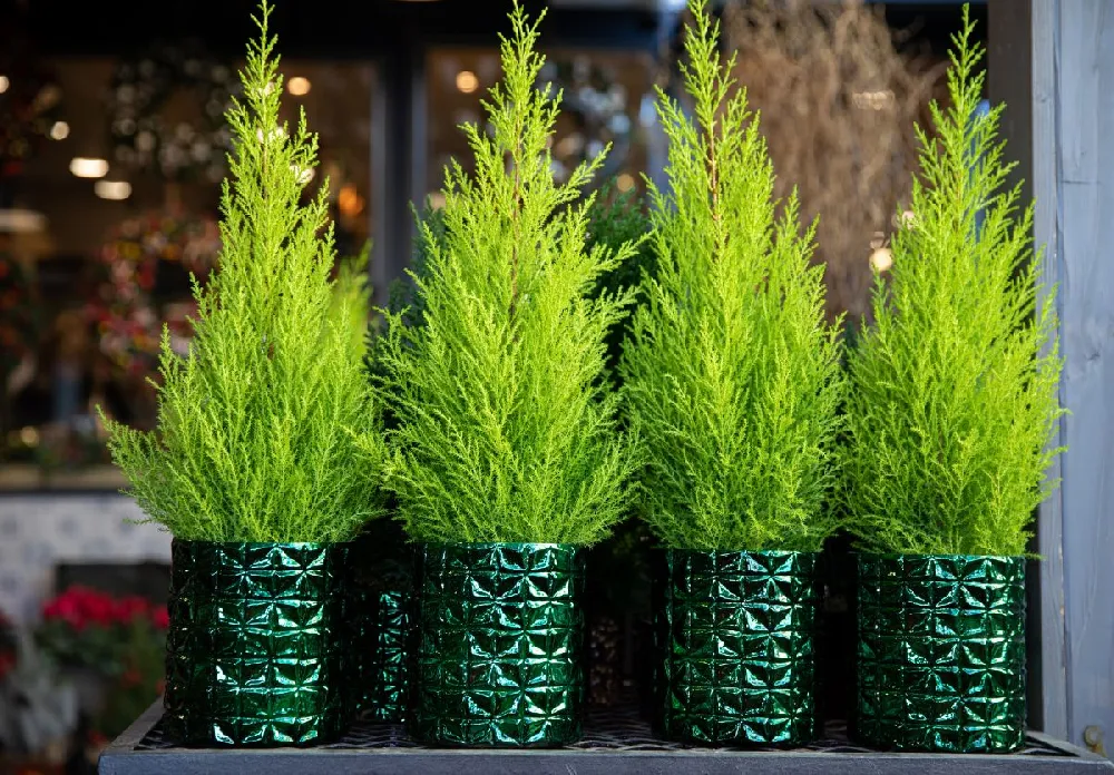 Lemon Crest Cypress Gift