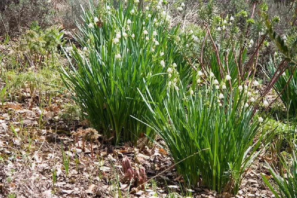 Lily Of The Valley in light