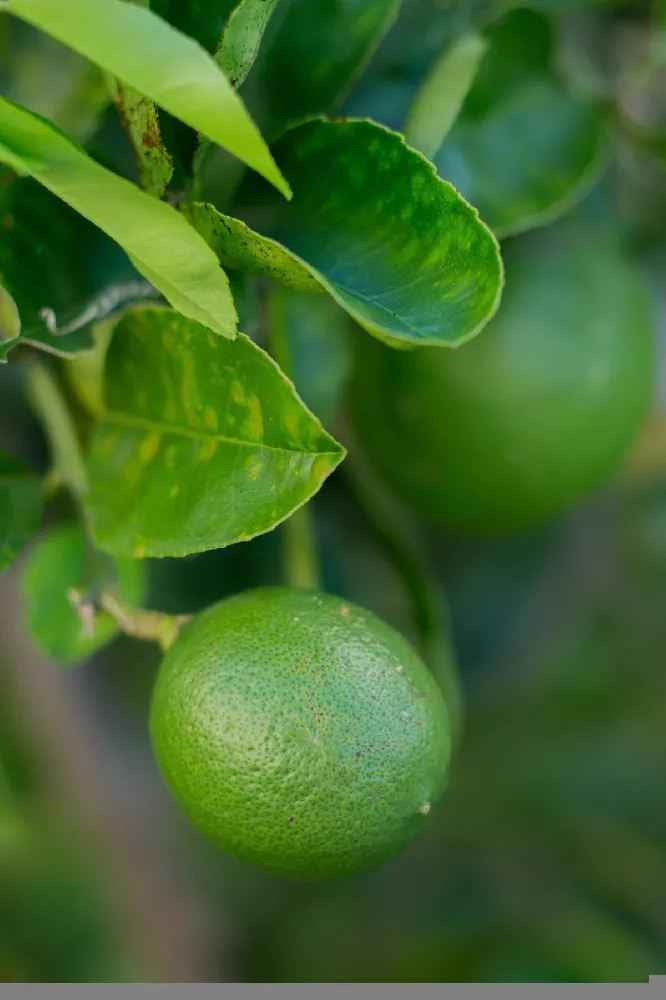 Key Lime Bush