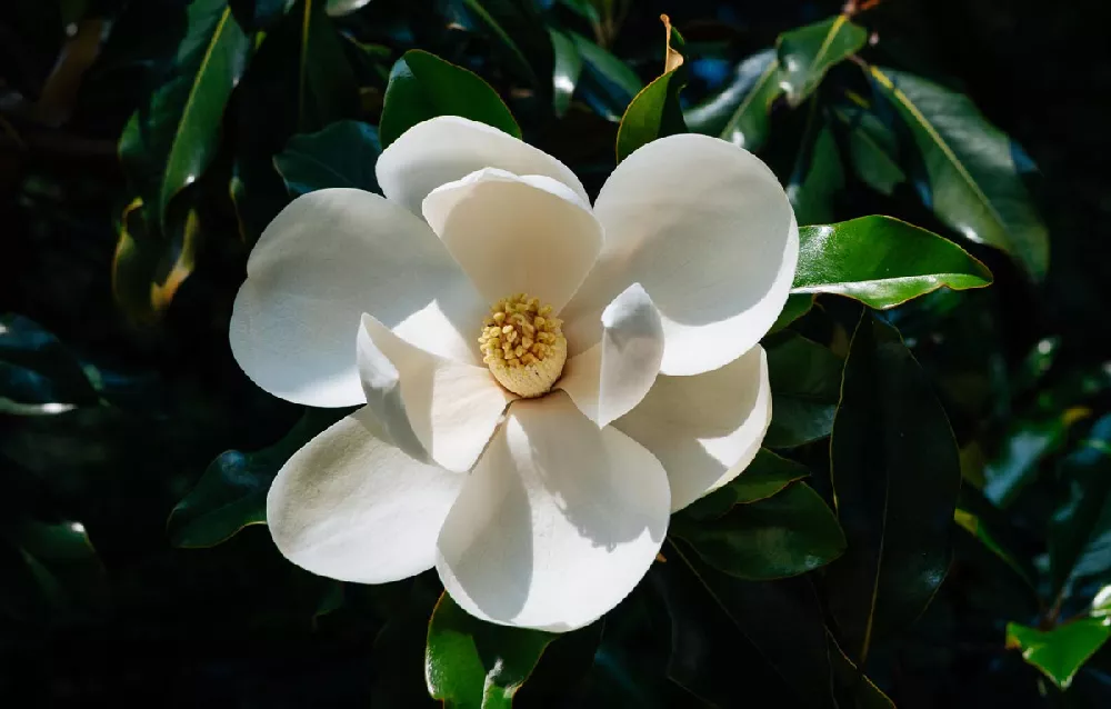 Little Gem Magnolia