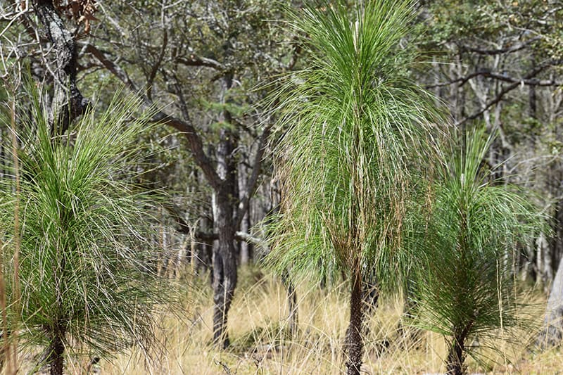 Longleaf Pine