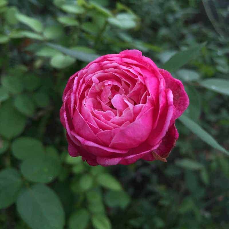 Rosa 'Louis Philippe'