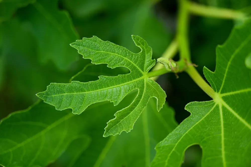 LSU Purple Fig Tree leaves