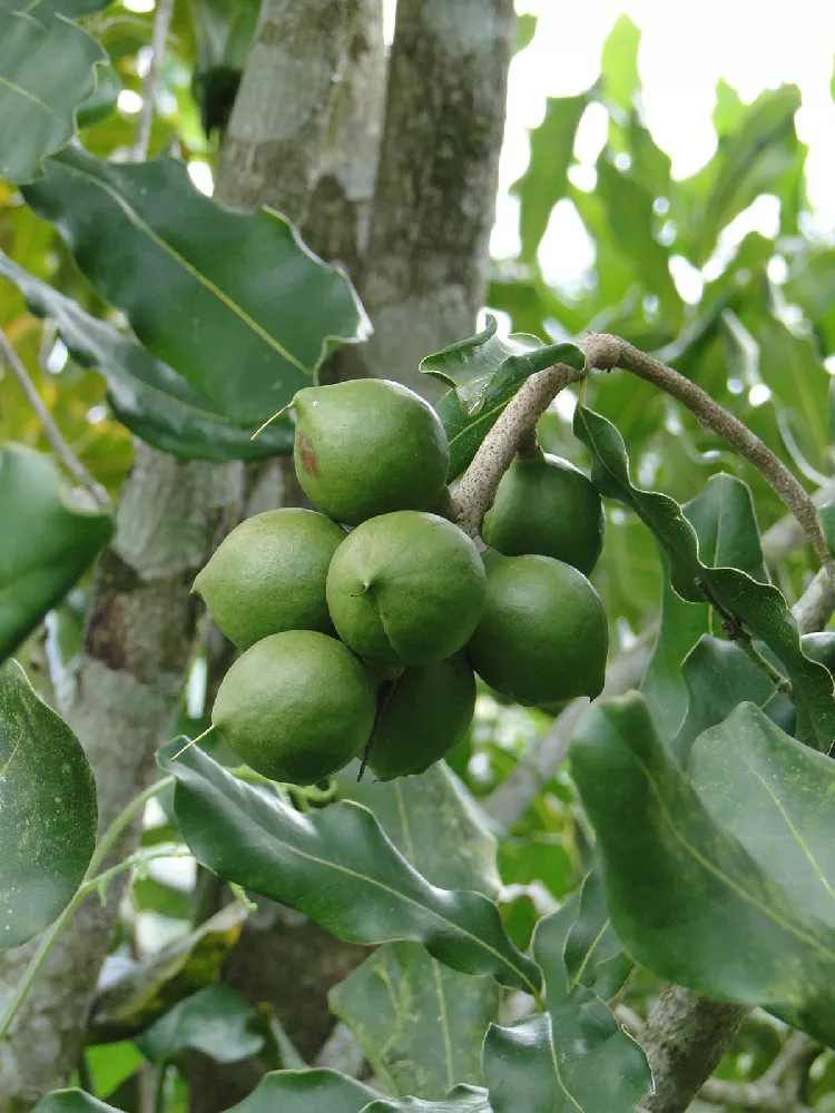 Macadamia Nut Tree