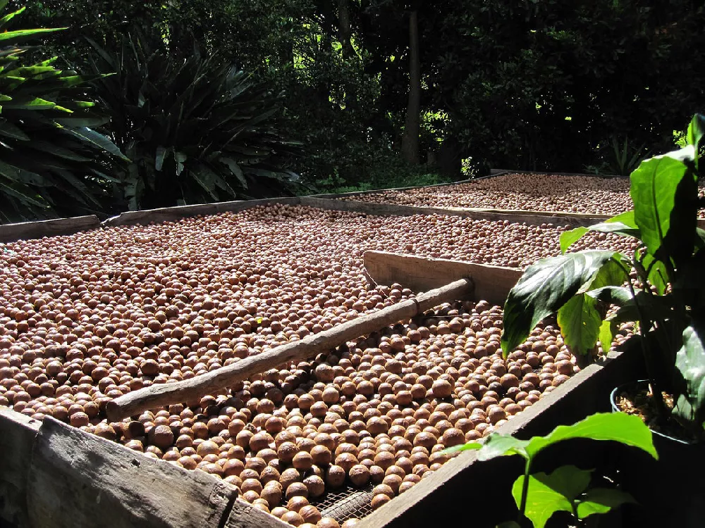 Macadamia Nuts