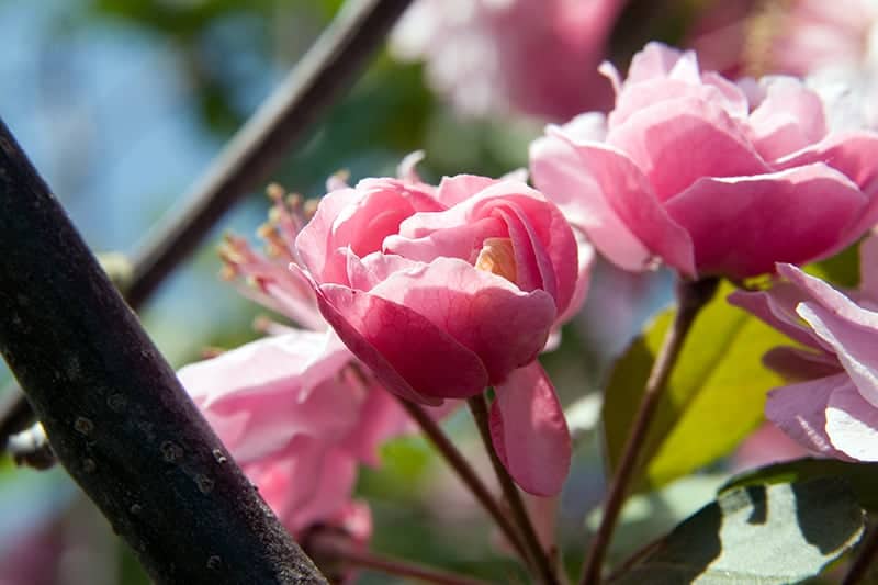 Malus ‘Brandywine’