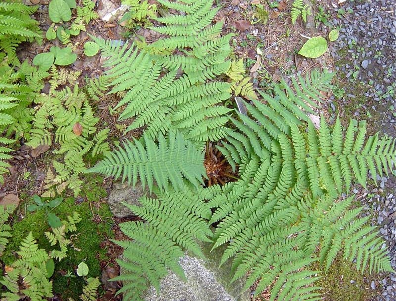 Marginal Wood Fern