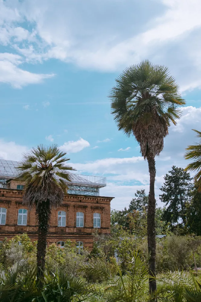    Mexican Fan Palm Tree