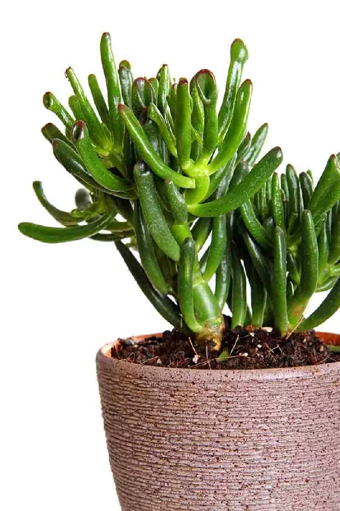 Potted Jade Plant