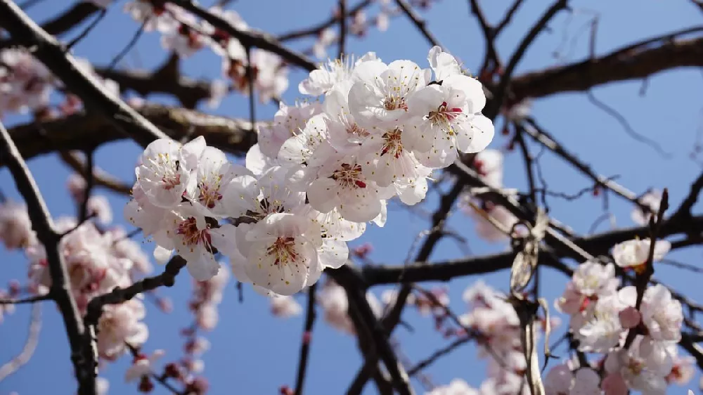 Moorpark Apricot flowers