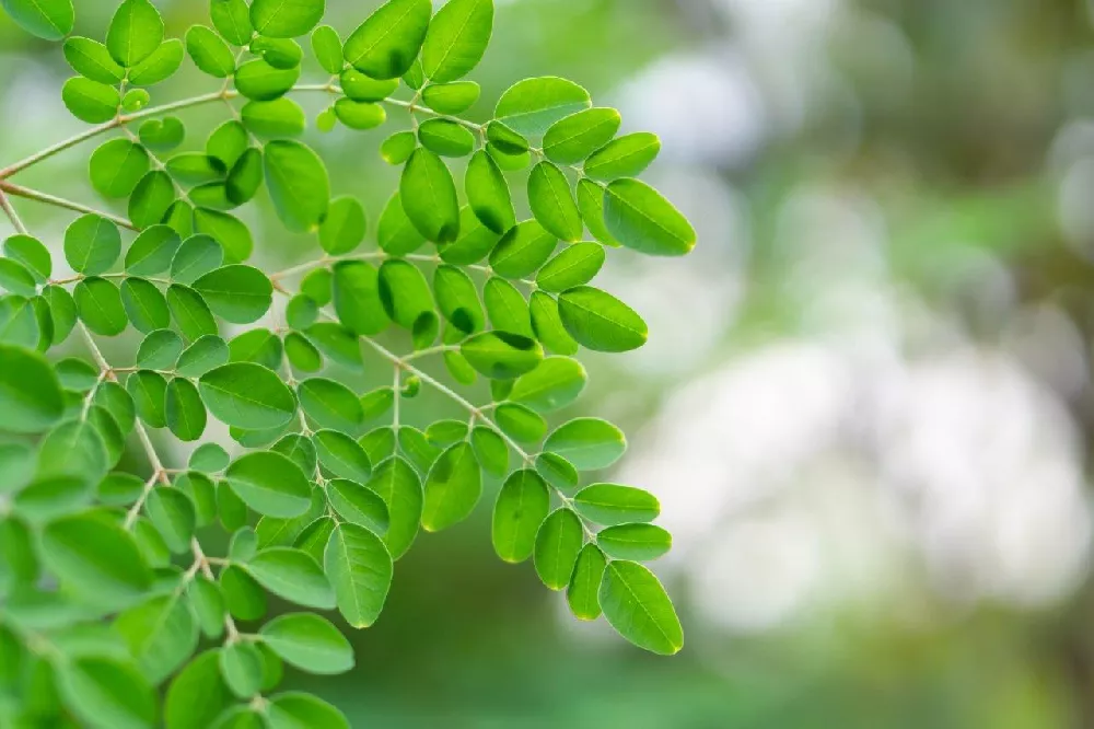 Moringa Trees