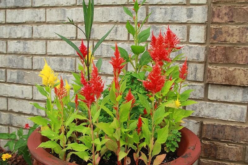 Multi colored cockscomb Celosia