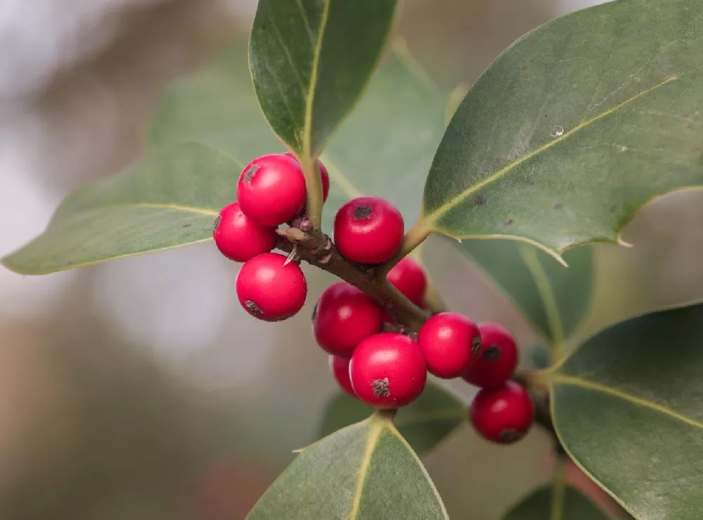 Nellie Stevens Holly fruit