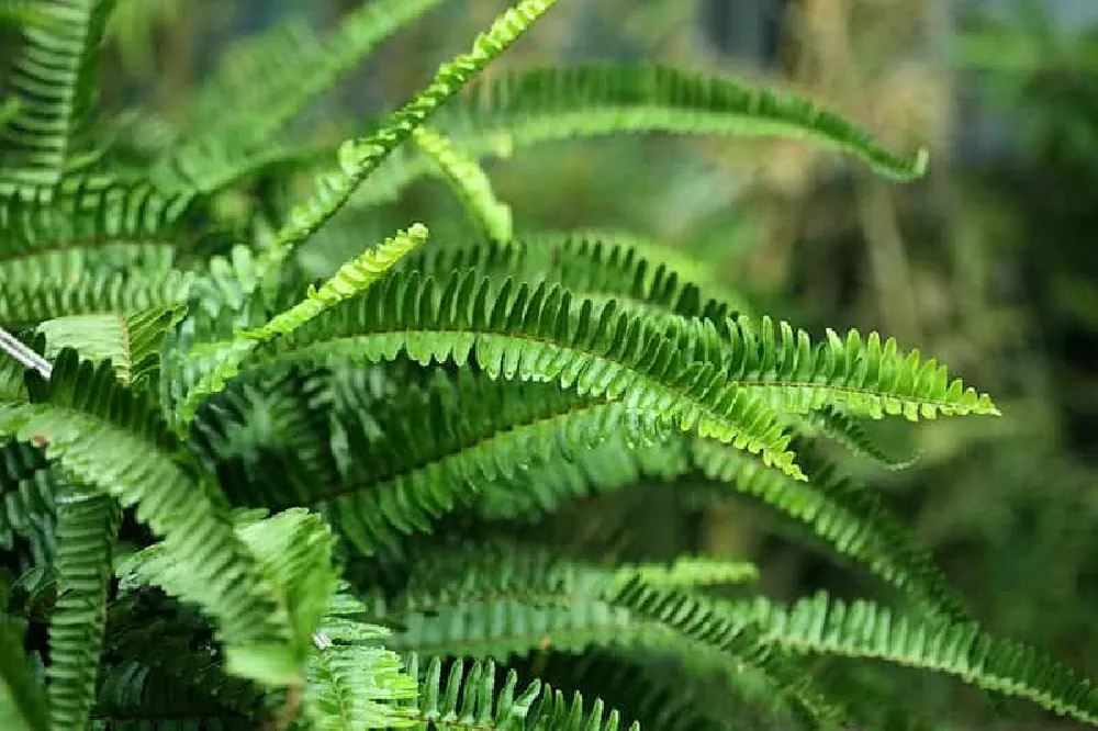 Boston Fern close-up