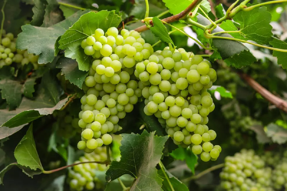 Niagara Grapes