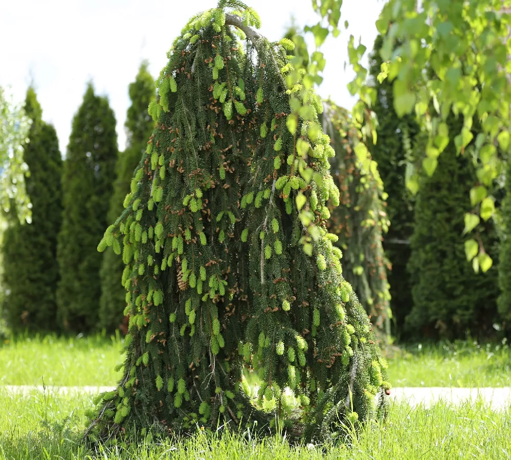 Weeping Norway Spruce