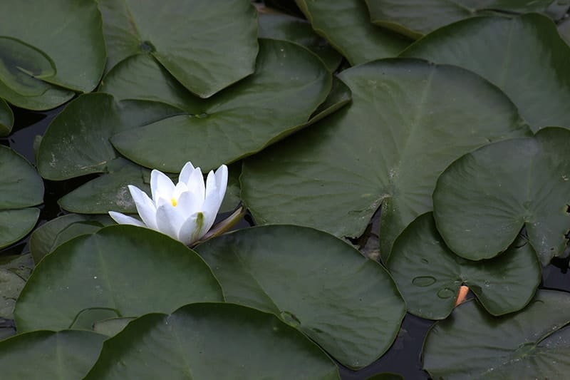 Nymphaea candida