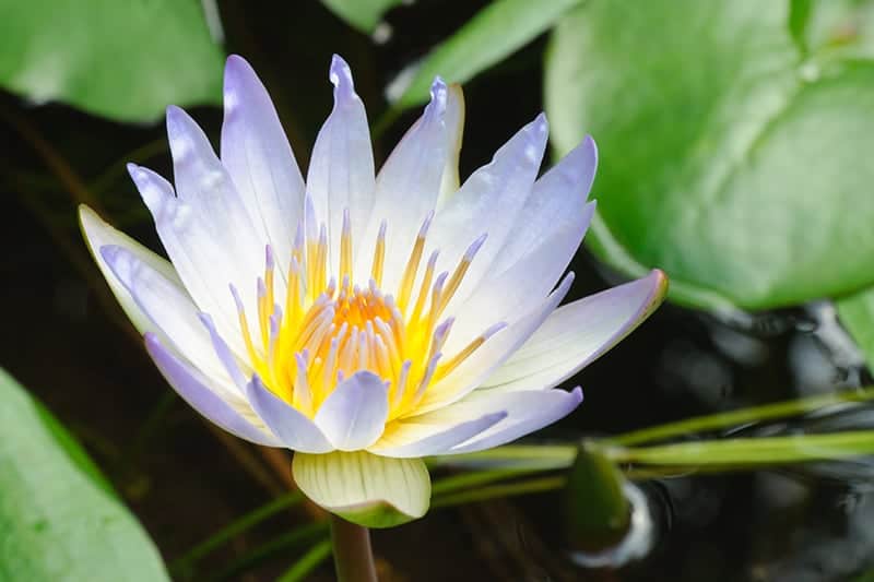 Nymphaea capensis