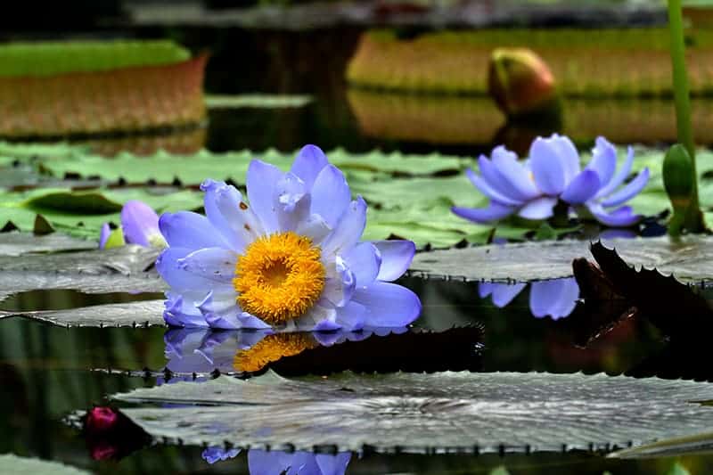 Nymphaea gigantea