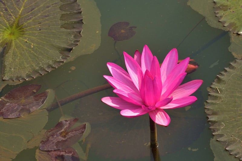 Nymphaea 'Pygmaea Rubra'