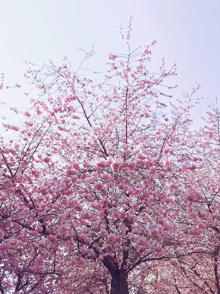 Okame Cherry Tree 2