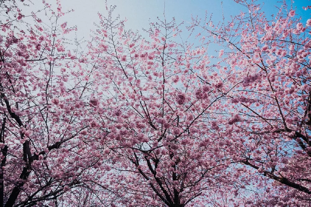 Okame Cherry Tree 3