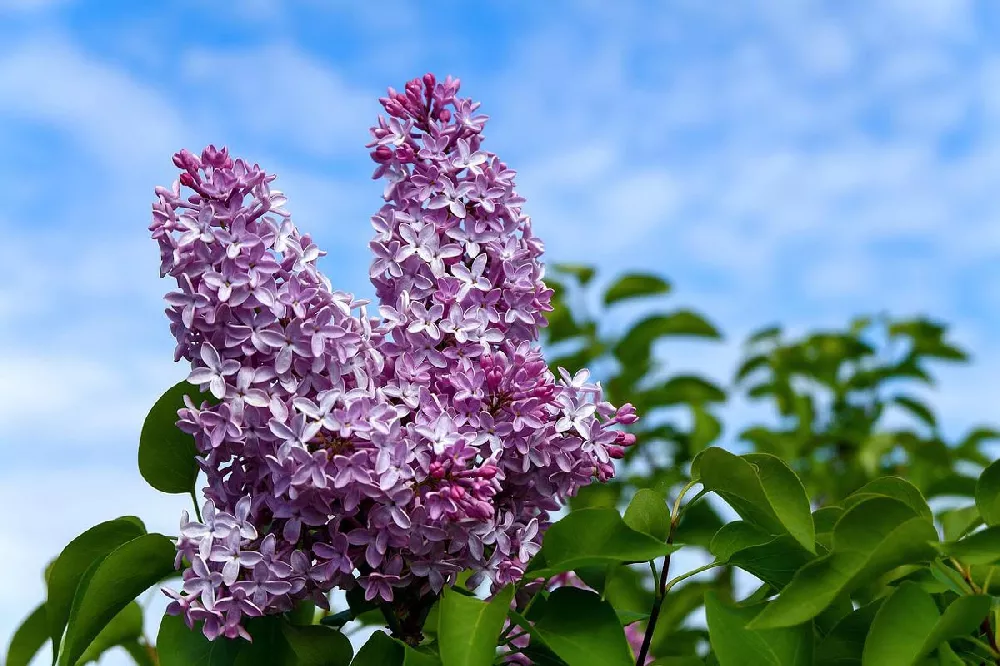 Old Fashioned Lilac