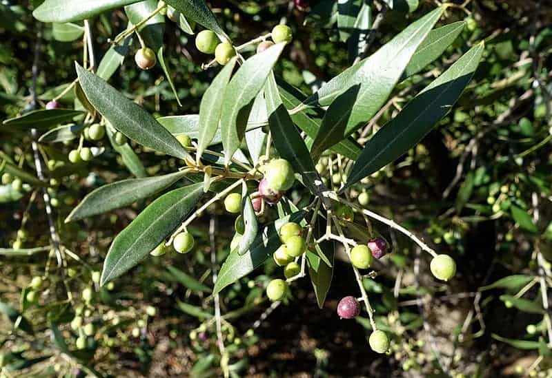 Olea europaea ‘africana