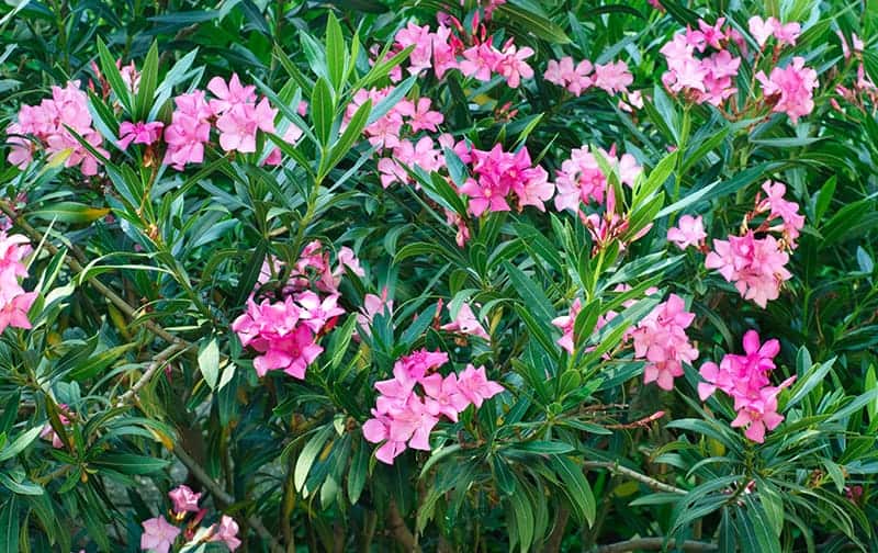 Oleander