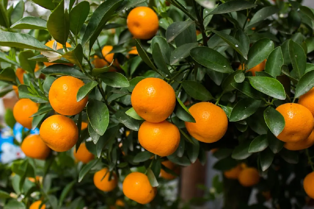 Page Mandarin Tree