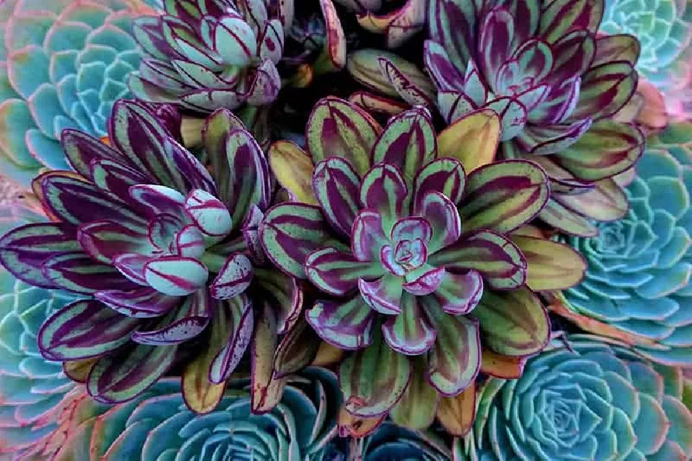 Echeveria