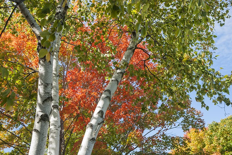 Paper Birch