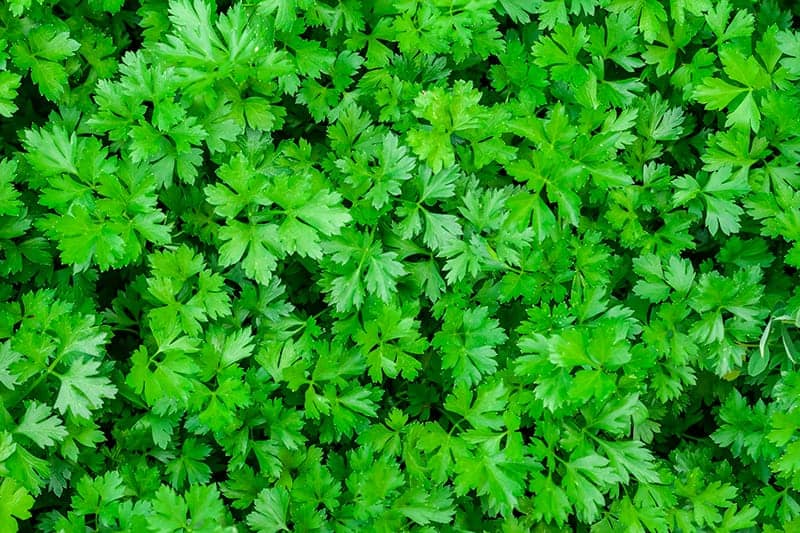 Parsley