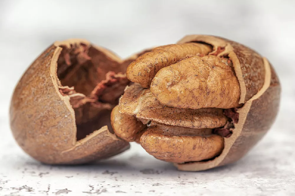 Pawnee Pecan nut close-up