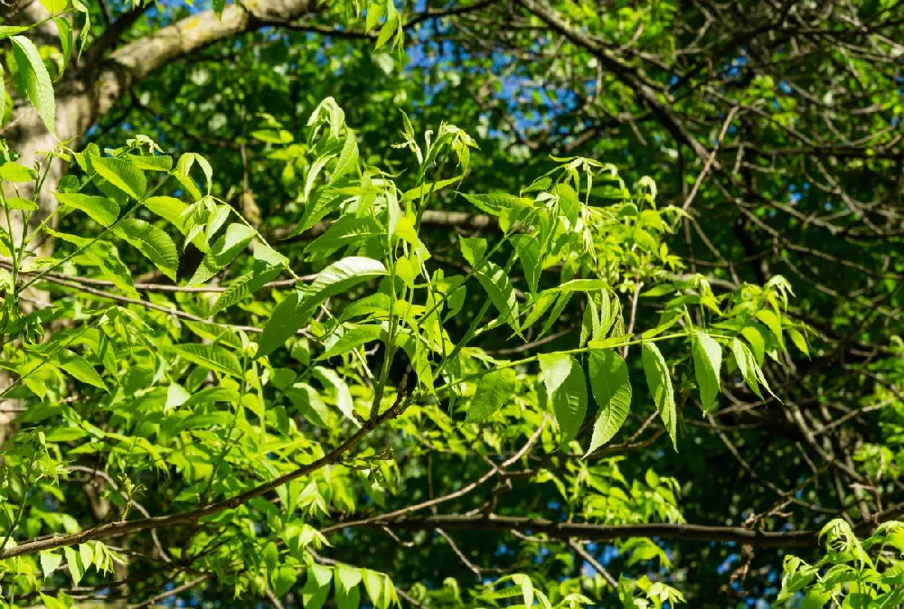 Pawnee Pecan Trees