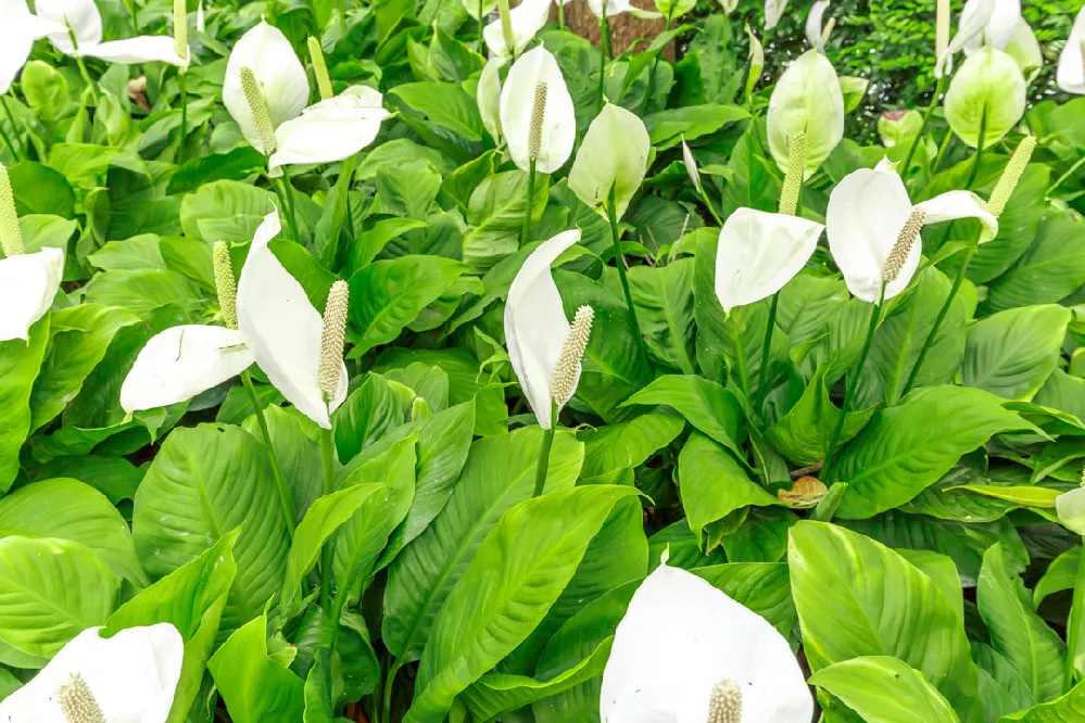 Peace Lilies