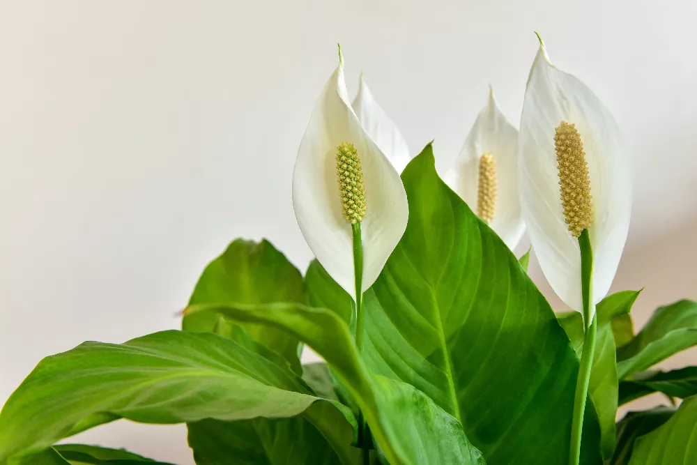 Peace Lilies