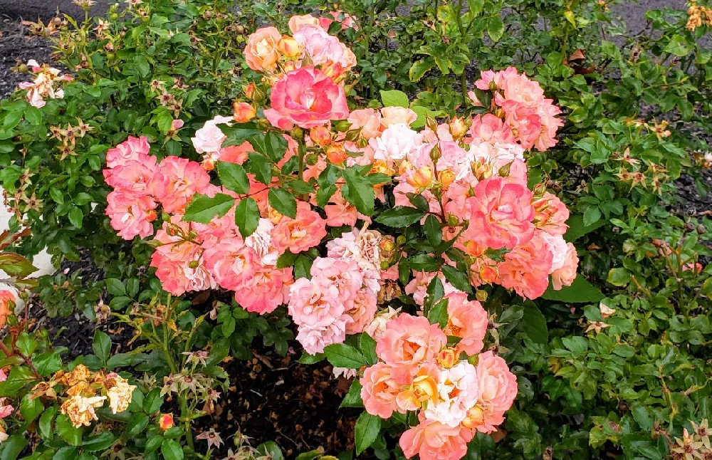 Peach Drift Rose