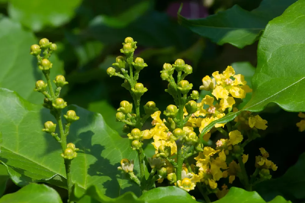 Peanut Butter Tree - flowers