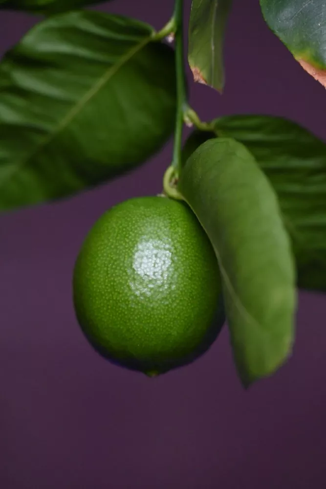 Persian 'Bearss' Lime Bush