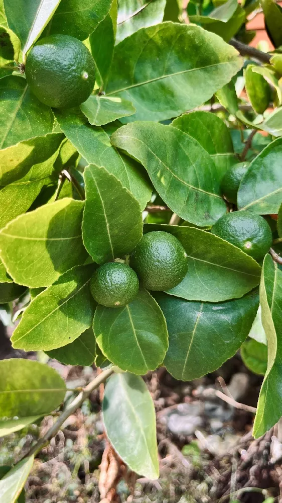 Persian 'Bearss' Lime Bush