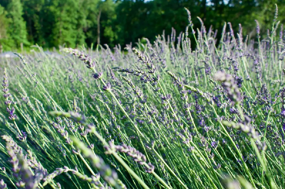 Phenomenal™ Lavender Plant