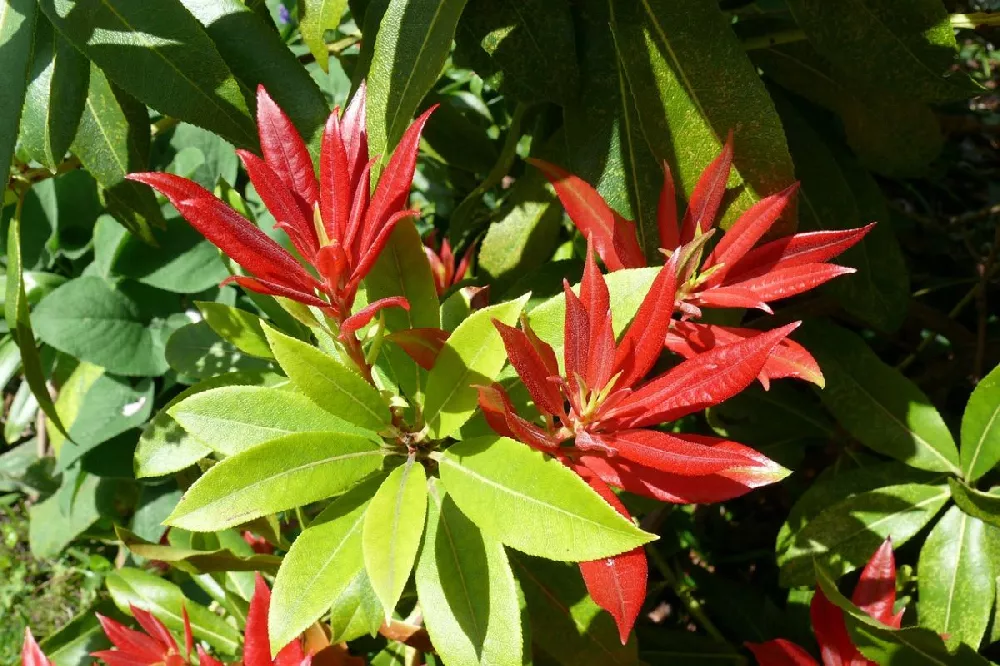 Pieris Mountain Fire Plant